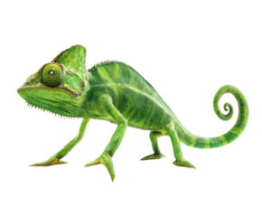 Green chameleon with large eyes and curled tail on a white background lizard reptile isolated on a transparent background