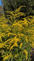 Goldenrod (Solidago) medicinal herb cut out on white, autumn blooming wildflower.