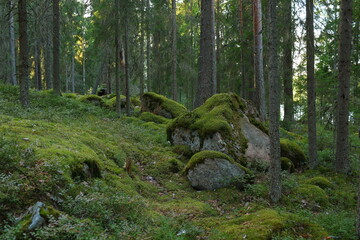Mysterious coniferous dark forest with rocks and moss in the magic of summer
