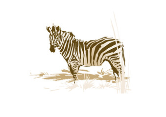 Zebra standing on the savannah