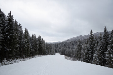 Footprints in the snow on a path through a winter forest.