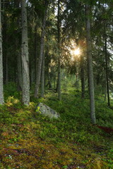 Fototapeta premium The sun breaks through the forest with a stone in the foreground in summer