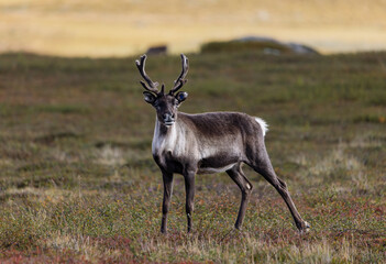 brown and grey reindeer standing in mountain heather while looking at the photographer