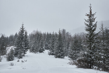 Winter forest landscape during a heavy snowstorm.