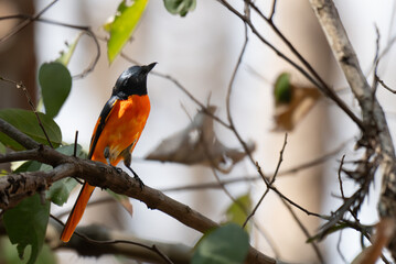 A beautiful orange minivet perched on tree branch with leaves and blurred background.