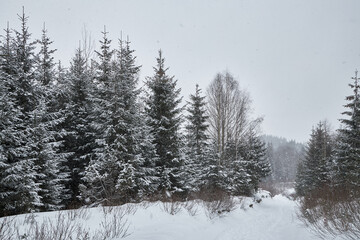Winter forest landscape during a gentle snowfall.