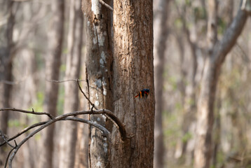 A beautiful orange minivet in mid flight with dry tree, branches,  leaves and blurred background.
