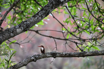 a vibrant common King fisher perched on tree branch with lush green leaves and blurred background.