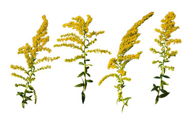 Set of Goldenrod wildflower isolated on white background | Solidago yellow flower