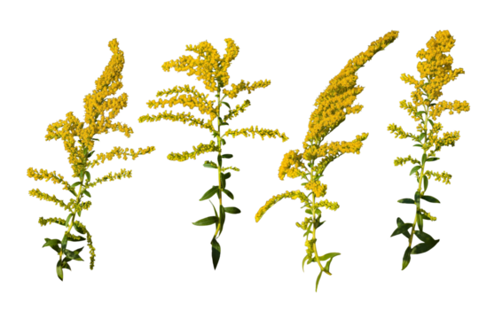 Set of Goldenrod wildflower isolated on white background | Solidago yellow flower