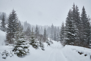 Peaceful winter path through a snowy forest.