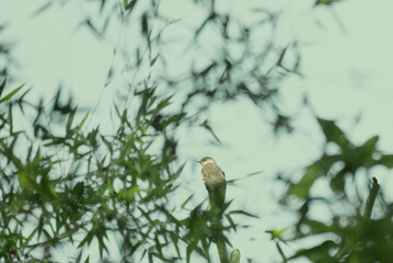 A Common Hawk cuckoo perched on  a tree branch surrounded by green leaves in daylight natural background.