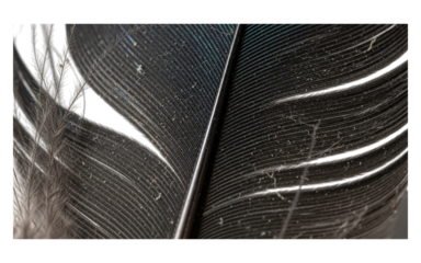 A macro shot showcasing the intricate details of a dark feather with delicate textures and patterns