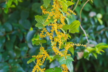 秋の花　カエデドコロのオレンジ色の花01