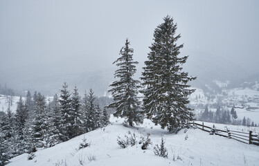 Winter mountain landscape with fir trees during snowfall.