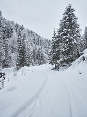 Winter wonderland scene with a frosty forest path.