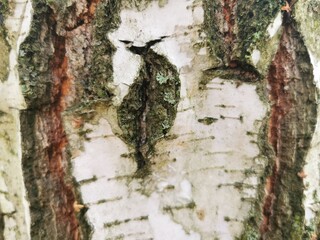 Close-Up of Birch Tree Bark Texture Background