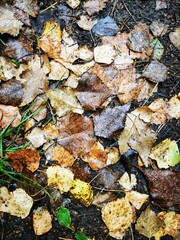 Close-Up Fallen Autumn Leaves on the Ground Background 