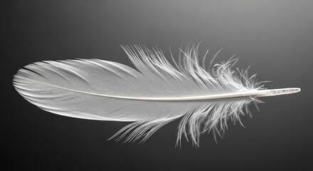Obraz premium White Feather on Dark Background: Delicate Texture and Detail
