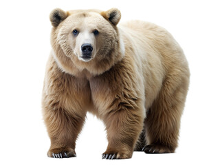 Fototapeta premium A majestic light brown bear stands tall, its fur glistening against the isolated on transparent background, showcasing its powerful build