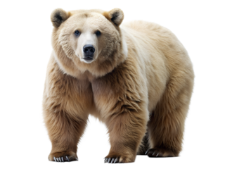 A majestic light brown bear stands tall, its fur glistening against the isolated on transparent background, showcasing its powerful build