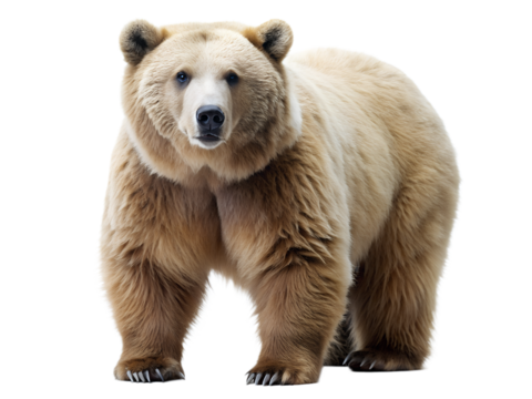 A majestic light brown bear stands tall, its fur glistening against the isolated on transparent background, showcasing its powerful build