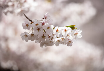 A close-up of the lovely cherry blossoms