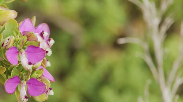 Close-Up Pan of Myrtle Leaf Milkwort Purple Flowers Outdoors