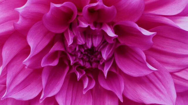 Close-Up Camera Movement Over Vibrant Pink Dahlia Flower