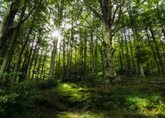 Obraz premium morning in the woods