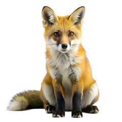 Fototapeta premium Captivating red fox sitting isolated on transparent background, its vibrant fur and alert expression showcasing the beauty of wildlife in nature