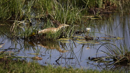 Squacco heron fishing in the Okavango delta