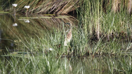 Squacco heron fishing in the Okavango delta