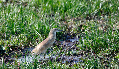 Squacco heron fishing in the Okavango delta