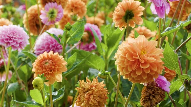 Slow Pan Across Blooming Dahlia Flowers in Summer Garden