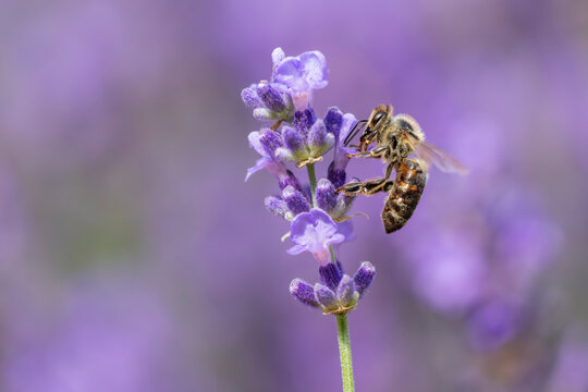 Honey bee collecting pollen from blooming lavender outdoors