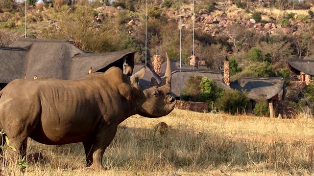 White rhino bull with erection and big horn stretches in field near safari lodge