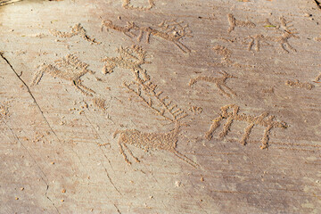 Valcamonica, Italy - 11 January 2025: View of ancient rock carvings depicting various animals etched into the weathered stone surface, their forms a testament to time.