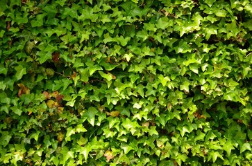 Obraz premium 담벼락을 타고 오른 푸른잎과 꽃