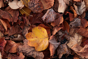 foglie secche e dai colori autunnali, cadute per terra, in autunno