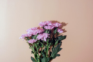 Light pink chrysanthemums on beige background with shadows. Top view, flat lay, copy space