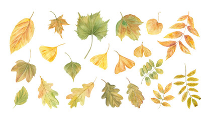 Hand painted autumn leaves in orange, yellow, green colors watercolor illustration clip art on isolated background. Fall maple, oak, elm, gingko, ash leaf. Foliage for botanical design, invitation.