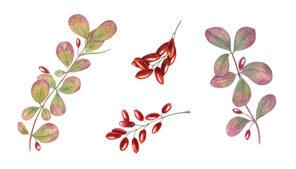 Watercolor barberry clusters with bright red berries and colorful leaves set on isolated background. Autumn berry branches clip art fall or winter designs, herbal medicine, healthy lifestyle decor. © Masha_tolk_art