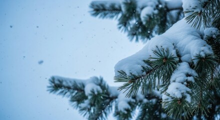 Snow falling on a pine tree branch in winter