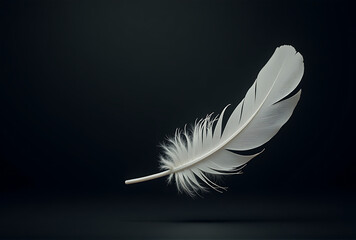 Obraz premium white feather on black