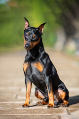 Portrait of a miniature pinscher sitting on a cobblestone path against a summer landscape