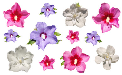 Set of pink, purple, and white hibiscus flowers isolated on a transparent background. Collection of vibrant summer flowers with leaves.