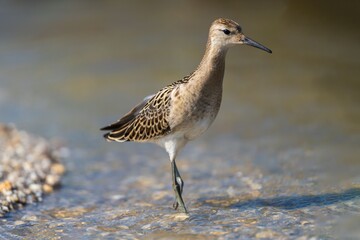 Sandpiper in Shallow Water