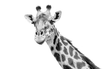 A Giraffe Looking To The Camera In a Close-Up. Serengeti National Park, Tanzania, Africa. Black and White