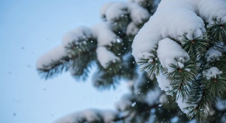 Closeup of a snowcovered pine tree branch against a clear blue sky